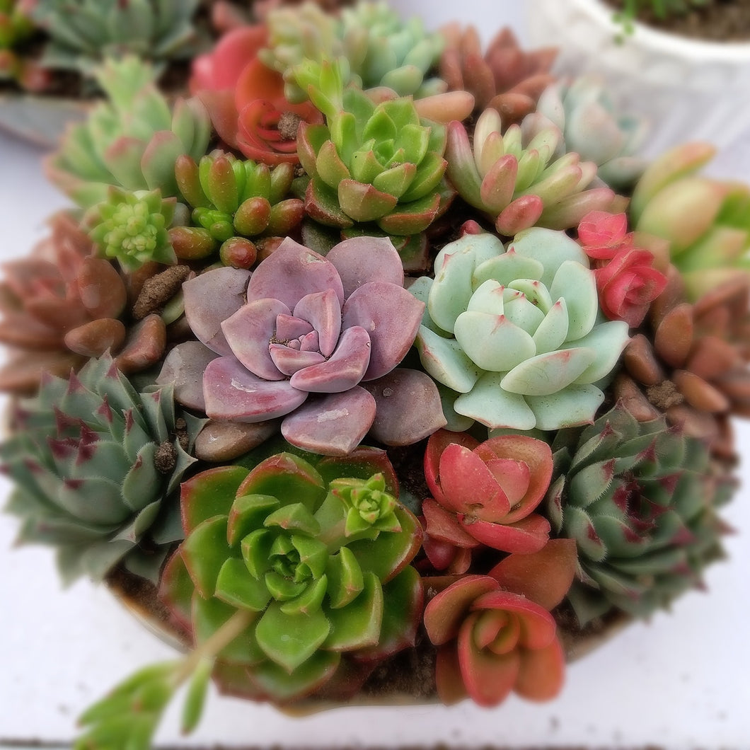 Succulents and Sandstone Type Fragrance Oil